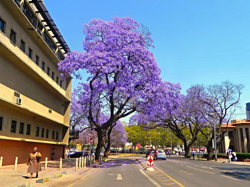 עצים בפרטוריה, דרום אפריקה (צילום: flickr)